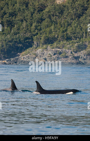 Orca résidents du sud, et les épaulards, Orcinus orca, au large du sud de l'île de Vancouver, Colombie-Britannique, le détroit de Juan de Fuca, Canada Banque D'Images