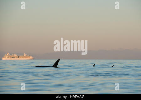 Les orques ou épaulards, Orcinus orca, nager au-delà d'un bateau de croisière dans le détroit de George, au large de l'île de Vancouver, Canada Banque D'Images