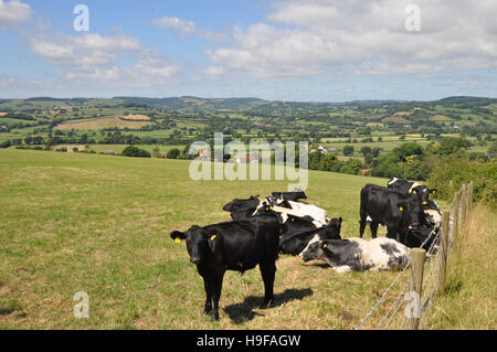 Le bétail près de la vallée de la hache dans l'est du Devon Banque D'Images