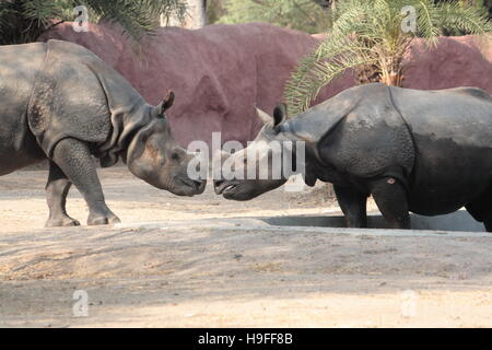 Le rhinocéros indien (Rhinoceros unicornis) Inde Banque D'Images