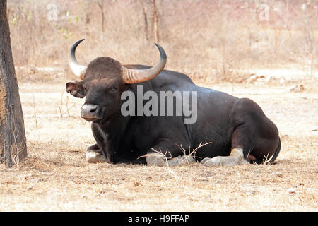 Gaur (Bos gaurus), les Indiens, les bisons Banque D'Images