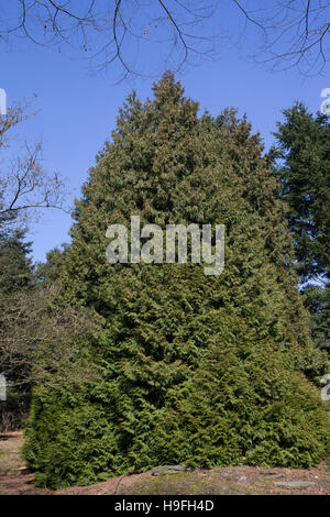 , Riesen-Lebensbaum Riesenlebensbaum, Thuja plicata, thuja gigantea, le thuya géant, thuya thuya géant du Pacifique, l'ouest, de thuya géant, ced Banque D'Images