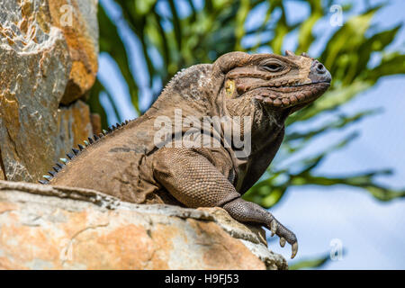 Un iguane brun dans l'usine de Shell dans la région de North Fort Myers FLorida Banque D'Images