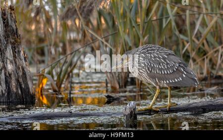 Black Night Heron juvénile de la couronne de pêche près de Montréal, Québec,Canada Banque D'Images