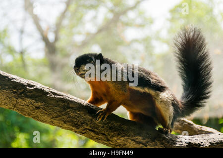 Le Prevost (Callosciurus prevostii) écureuil immobile sur une branche d'arbre Banque D'Images