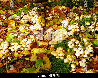 Les champignons et les feuilles à l'automne Banque D'Images