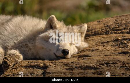 Loup arctique se détendre au soleil. Banque D'Images