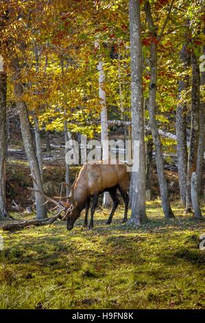 Wapiti profitant d'un bon jour de l'automne au Québec, Canada. 2/2 Banque D'Images