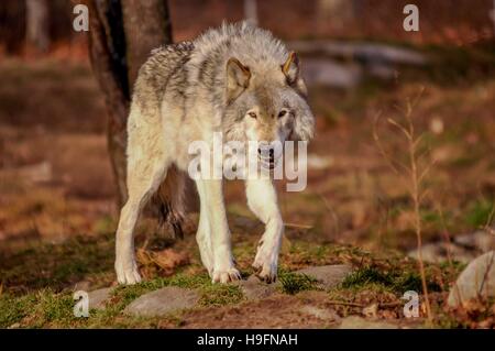 Loup gris marcher à l'automne, au Québec, Canada. Banque D'Images