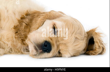 Chien chiot dormir sur un fond blanc Banque D'Images
