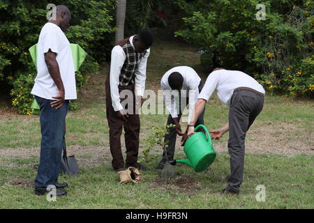 Le prince Harry permet de planter un arbre lors de la dédicace de la Victoria Park Botanical Gardens à l'imprimeur de la Canopée du Commonwealth, qu'il continue sa tournée dans les Caraïbes. Banque D'Images