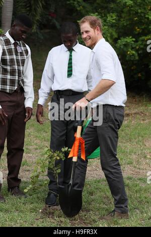 Le prince Harry permet de planter un arbre lors de la dédicace de la Victoria Park Botanical Gardens à l'imprimeur de la Canopée du Commonwealth, qu'il continue sa tournée dans les Caraïbes. Banque D'Images