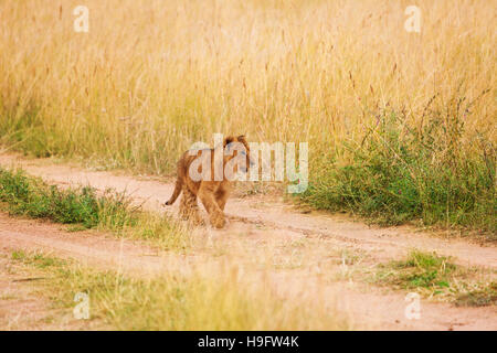 Portrait de lion cub marche dans la savane du Kenya Banque D'Images