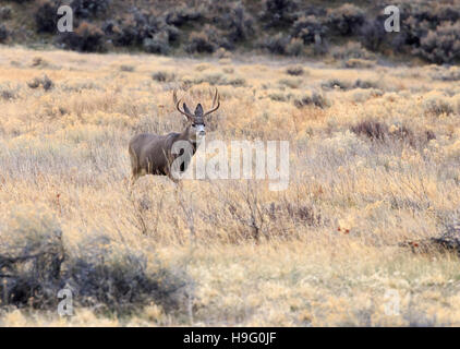 Mule Deer buck avec certaines femelles (n) au cours de la saison de la reproduction. Banque D'Images