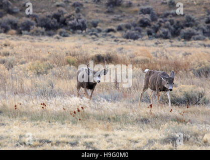 Mule Deer buck avec certaines femelles (n) au cours de la saison de la reproduction. Banque D'Images