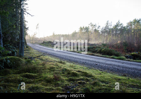 Route de gravier sinueuses à travers une forêt de conifères moussus lumineux Banque D'Images