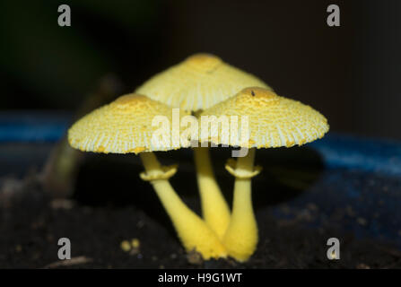 Parasol parasol jaune, cache-pot, plante jaune (Leucocoprinus birnbaumii de champignons ou Lepiota lutea). UK. Banque D'Images