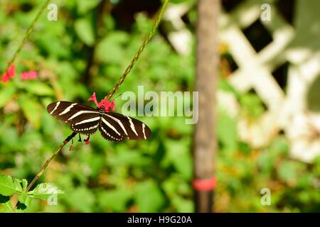 Zebra long papillon ailé dans un jardin botanique. Banque D'Images