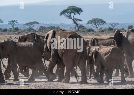 Un groupe familial de 'red' éléphants marchant à Banque D'Images