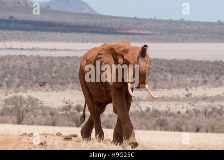 Un 'red' elephant walking avec tronc, du flair pour l'eau Banque D'Images