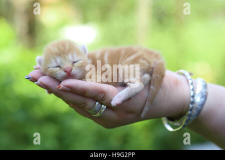 Naissance d'un chaton dans la main. Petite kitty sleeping on woman's palm. Banque D'Images