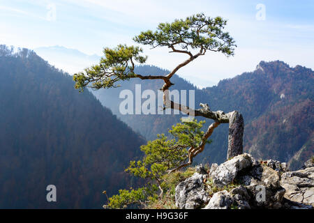 Très vieille relique sur pin haut de Sokolica dans la montagne, Pieniny Pologne Banque D'Images