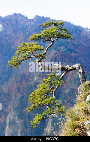 Vieille relique sur arbre de pin dans la montagne montagnes Pieniny Sokolica, Pologne - paysage brumeux Banque D'Images