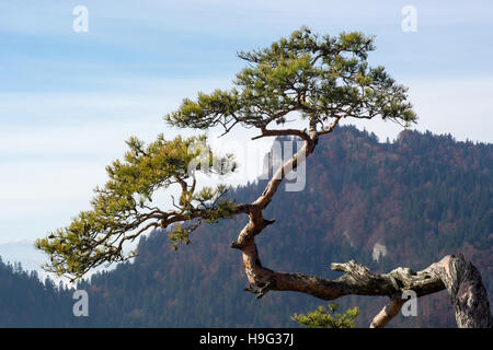 Très vieille relique sur pin de montagne dans les montagnes Pieniny Sokolica, Pologne - paysage brumeux Banque D'Images