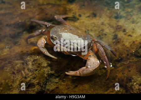 Terre Blackback crabe (Gecarcinus lateralis), également connu sous le nom de la Bermuda Land le crabe. Banque D'Images