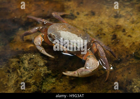 Terre Blackback crabe (Gecarcinus lateralis), également connu sous le nom de la Bermuda Land le crabe. Banque D'Images