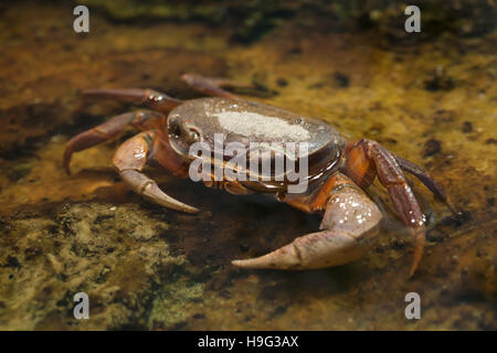 Terre Blackback crabe (Gecarcinus lateralis), également connu sous le nom de la Bermuda Land le crabe. Banque D'Images