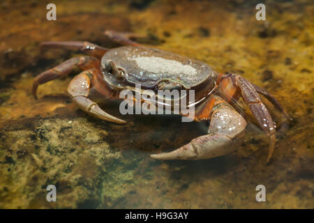 Terre Blackback crabe (Gecarcinus lateralis), également connu sous le nom de la Bermuda Land le crabe. Banque D'Images