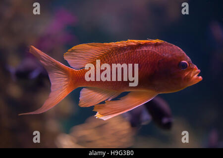 Swallowtail seaperch (Anthias anthias), également connu sous le nom de la demoiselle rouge. Banque D'Images