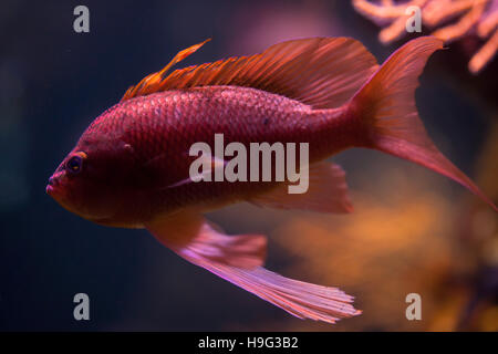 Swallowtail seaperch (Anthias anthias), également connu sous le nom de la demoiselle rouge. Banque D'Images