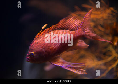 Swallowtail seaperch (Anthias anthias), également connu sous le nom de la demoiselle rouge. Banque D'Images