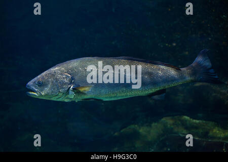 Maigre (Argyrosomus regius), également connu sous l'Atlantique. shadefish Banque D'Images