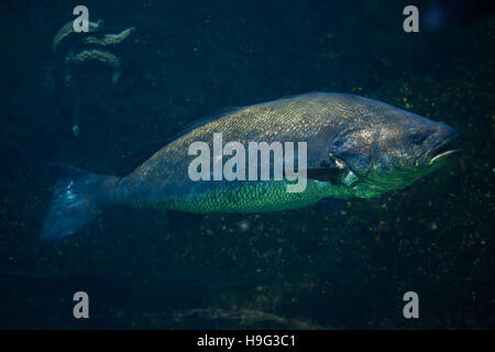 Maigre (Argyrosomus regius), également connu sous l'Atlantique. shadefish Banque D'Images