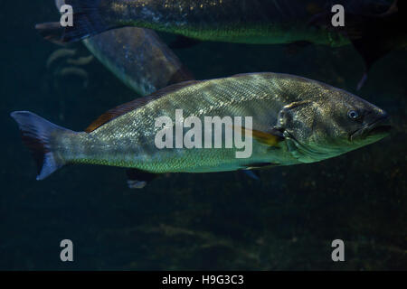 Maigre (Argyrosomus regius), également connu sous l'Atlantique. shadefish Banque D'Images