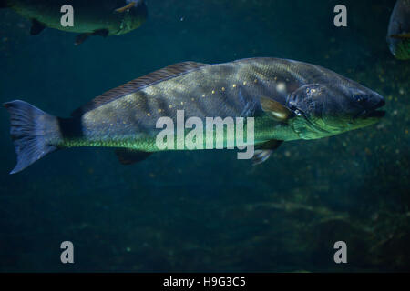 Maigre (Argyrosomus regius), également connu sous l'Atlantique. shadefish Banque D'Images