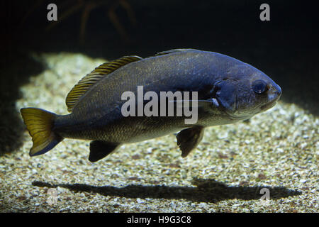 Maigre (Argyrosomus regius), également connu sous l'Atlantique. shadefish Banque D'Images