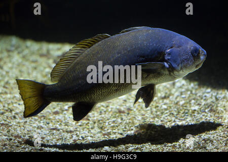 Maigre (Argyrosomus regius), également connu sous l'Atlantique. shadefish Banque D'Images