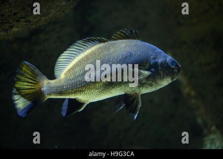 Maigre (Argyrosomus regius), également connu sous l'Atlantique. shadefish Banque D'Images