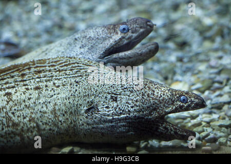 Moray méditerranéen (Muraena helena), également connu sous le nom de Saint Helena murène. Banque D'Images