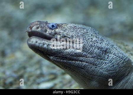 Moray méditerranéen (Muraena helena), également connu sous le nom de Saint Helena murène. Banque D'Images