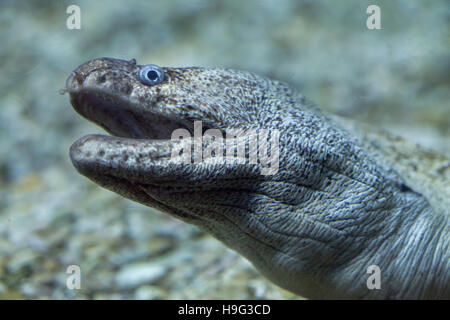 Moray méditerranéen (Muraena helena), également connu sous le nom de Saint Helena murène. Banque D'Images