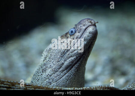 Moray méditerranéen (Muraena helena), également connu sous le nom de Saint Helena murène. Banque D'Images