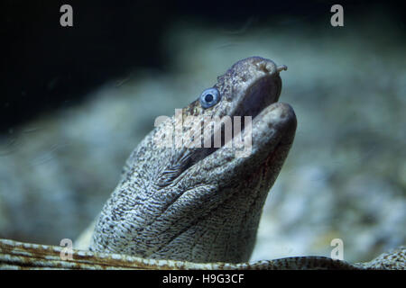 Moray méditerranéen (Muraena helena), également connu sous le nom de Saint Helena murène. Banque D'Images