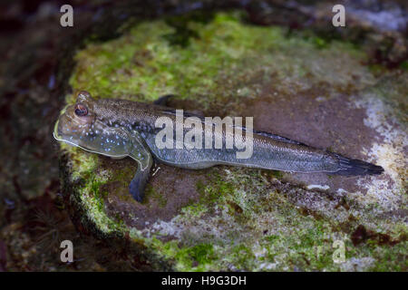 Atlantic mudskipper (Periophthalmus barbarus). Les poissons marins. Banque D'Images