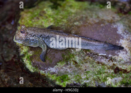 Atlantic mudskipper (Periophthalmus barbarus). Les poissons marins. Banque D'Images