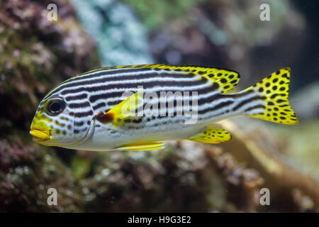 À bandes jaunes (sweetlips Plectorhinchus lineatus). Les poissons marins. Banque D'Images